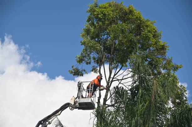 How Our Tree Care Process Works  in  Point Pleasant, WV